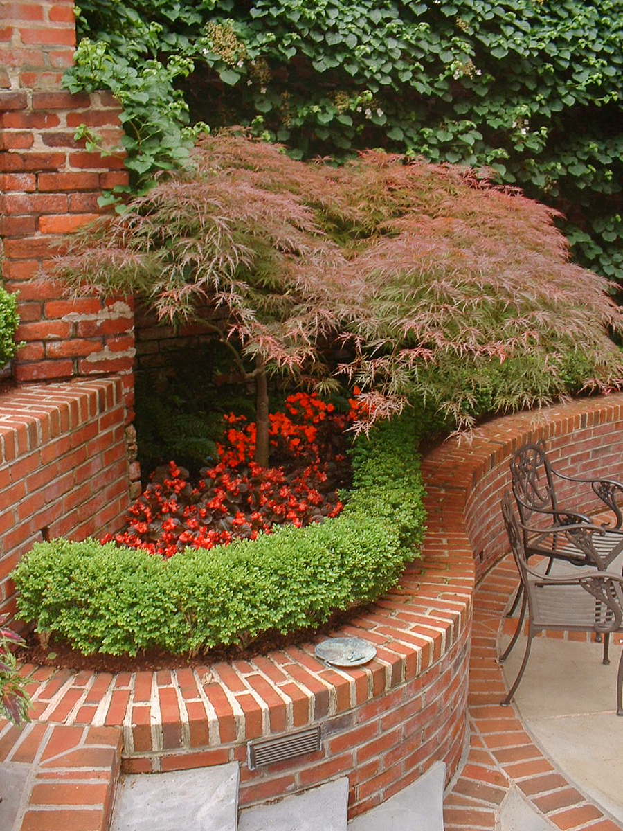 A Japanese maple fits this small space beautifully. : Georgetown, Capitol Hill, and NW Gardens : CITYSCAPES® Landscaping LLC