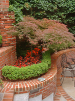 A Japanese maple fits this small space beautifully.