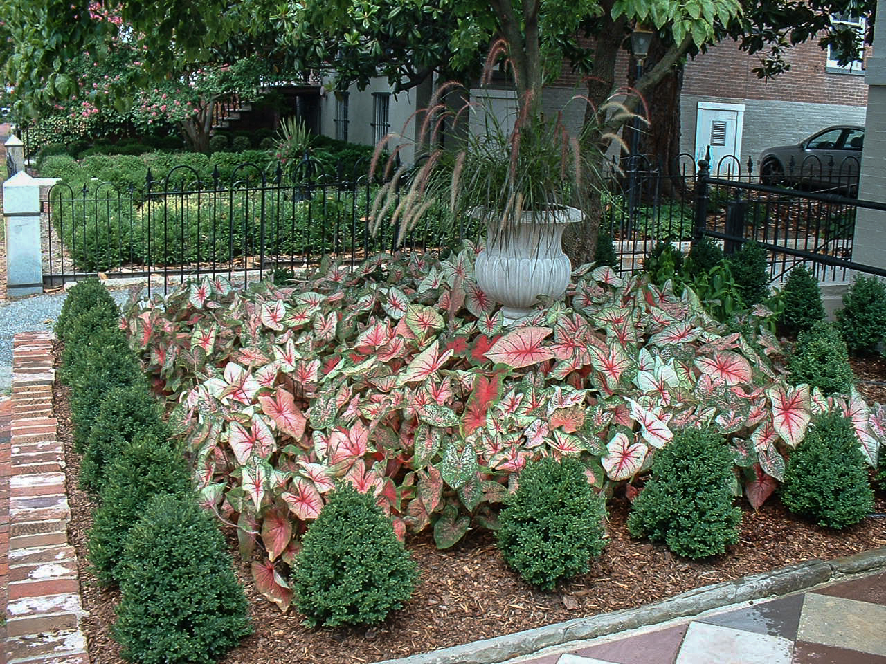 A raised garden of boxwood and caladiums welcomes visitors to this front entrance. : Annual Rotations : CITYSCAPES® Landscaping LLC