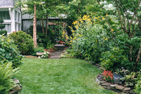 A natural garden in a suburban Silver Spring front yard.
