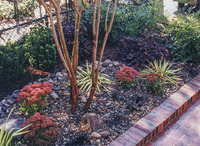 Xeriscape gardens are water-wise and can be very textural and interesting. 