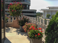 Gorgeous annuals, shrubs and roses soften this large balcony while creating loads of color.