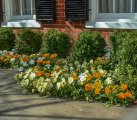 Pansies brighten a narrow bed along the front of a Georgetown townhouse.
