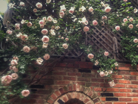 A climbing rose graces a walled garden in the same Georgetown home.