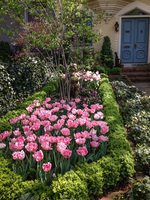A mass of hot pink tulips brightens a narrow garden edged with boxwoods.
