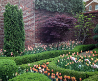 Different tulip varieties keeps this spring garden lively.