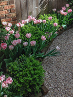 Pink tulips tucked in between small boxwoods edge this gravel patio.