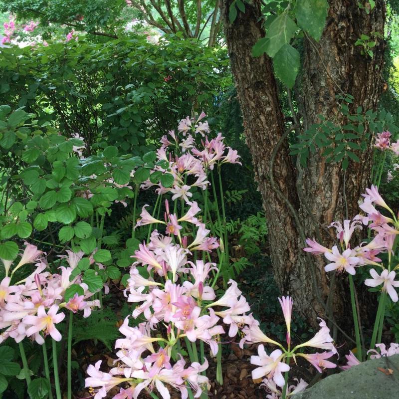 Lycoris have spring foliage that dies back and in late summer flowers emerge without leaves. : Featured Plant : CITYSCAPES® Landscaping LLC