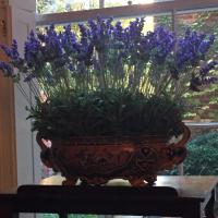 Faux lavender in an antique Italian vessel.

