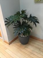 Faux philodendron in an office lobby.