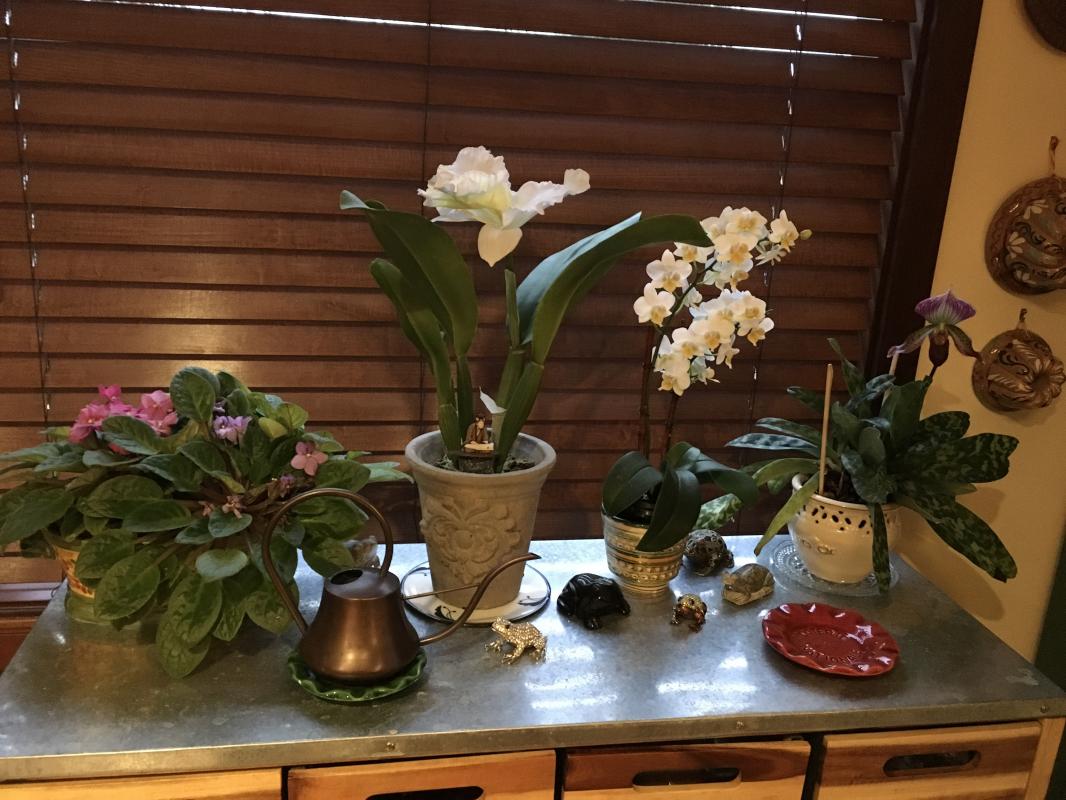 Can you pick out the faux plant?
 : Holiday Decorating, Faux Plant and Flower Installations : CITYSCAPES® Landscaping LLC