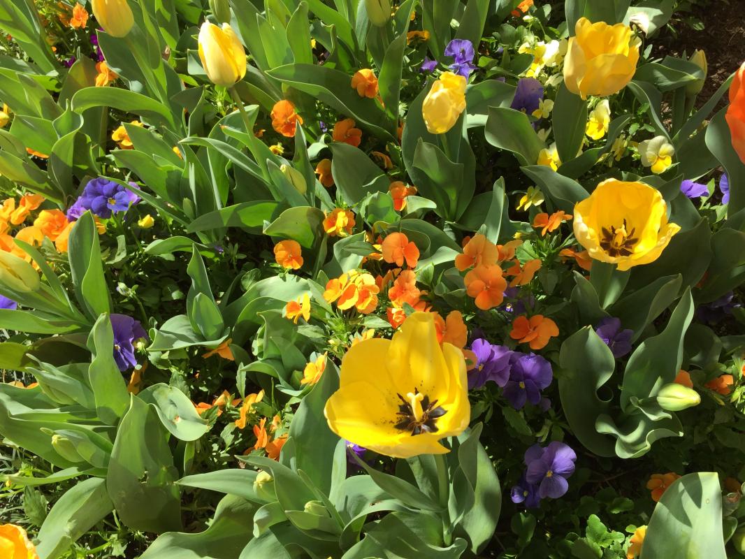 Tulips are underplanted with pansies for a double layer of color. : Annual Rotations : CITYSCAPES® Landscaping LLC