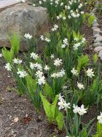 Perennial bulbs give color in early spring.
