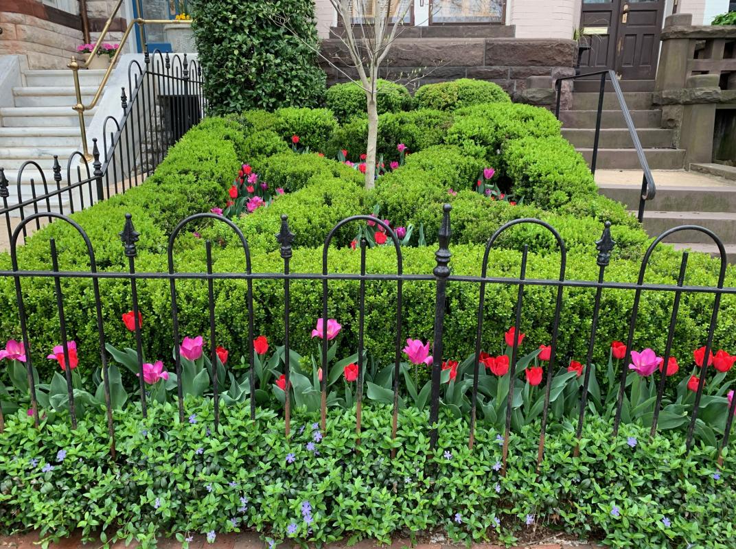 A formal parterre garden filled with spring annuals. : Front Gardens - Big and Small : CITYSCAPES® Landscaping LLC