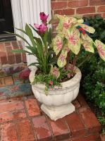 Planter with matching tropical annuals.