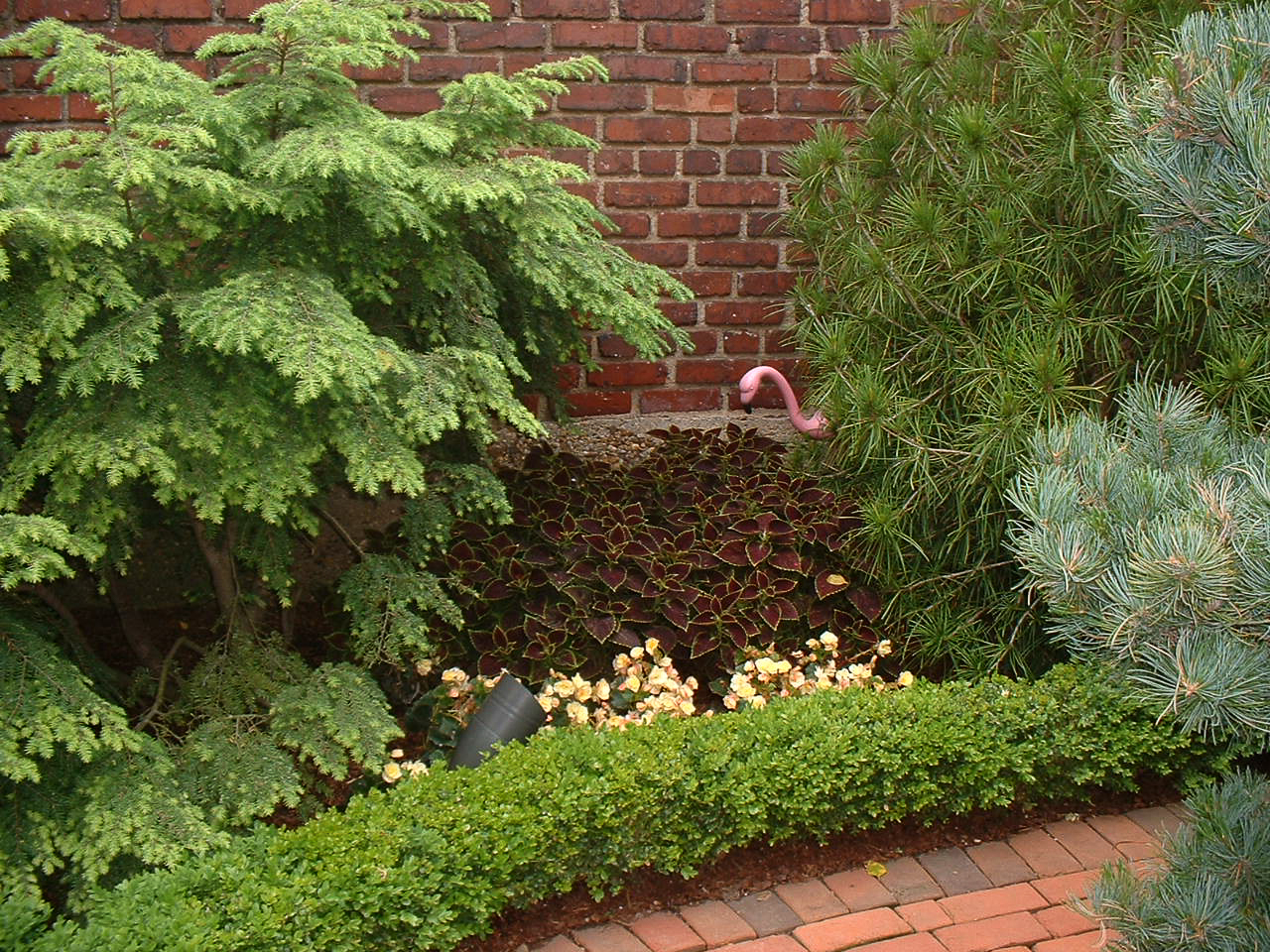 In a small space Coleus fill in areas between beautiful evergreens. : Annual Rotations : CITYSCAPES® Landscaping LLC