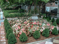 Caladium and boxwood creates visual impact and is low maintenance.