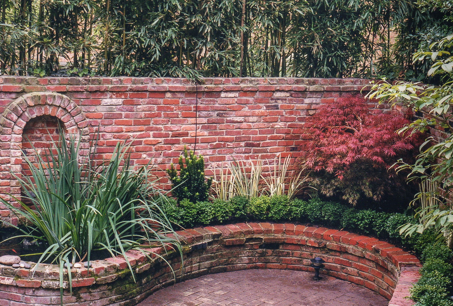 The striking red color of this dissected Japanese maple brightens up a dark corner. : Georgetown and Capitol Hill Gardens : CITYSCAPES® Landscaping Inc.