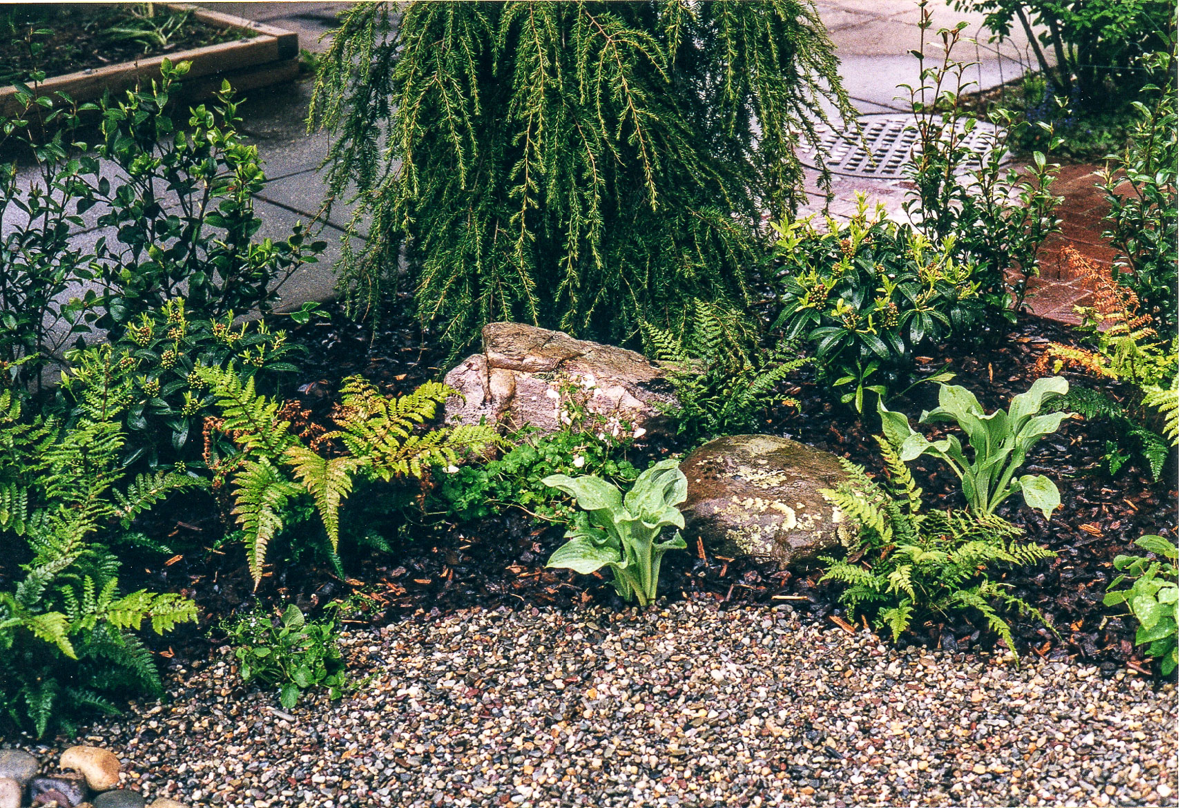 Close up detail of a same Capitol Hill front yard garden. : Front Gardens : CITYSCAPES® Landscaping Inc.