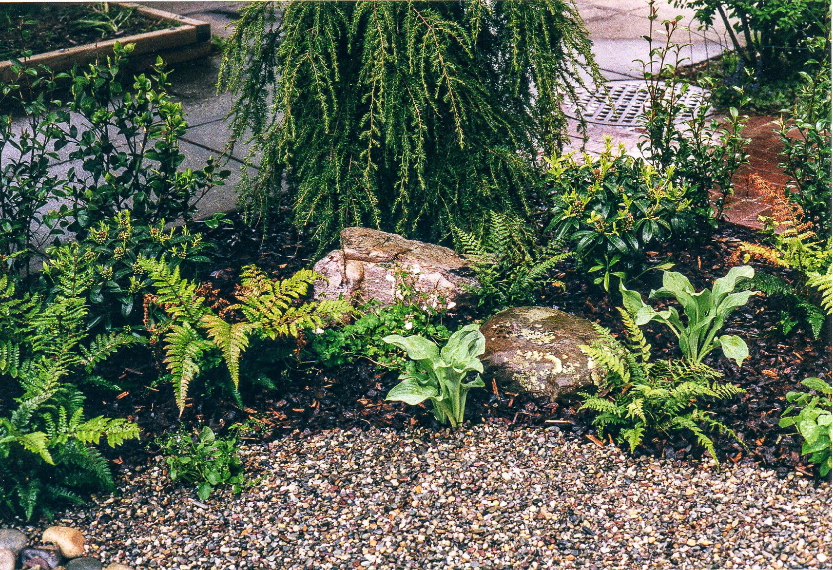 Shade-loving plants and small stones define the edge of this garden. : Georgetown, Capitol Hill, and NW Gardens : CITYSCAPES® Landscaping LLC