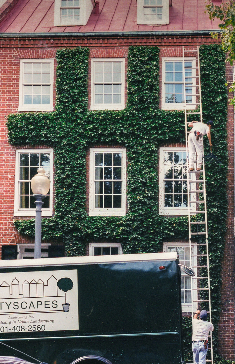 Carefully clipping ivy on the facade of a townhouse. : Maintenance : CITYSCAPES® Landscaping LLC