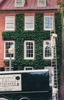 Carefully clipping ivy on the facade of a townhouse.