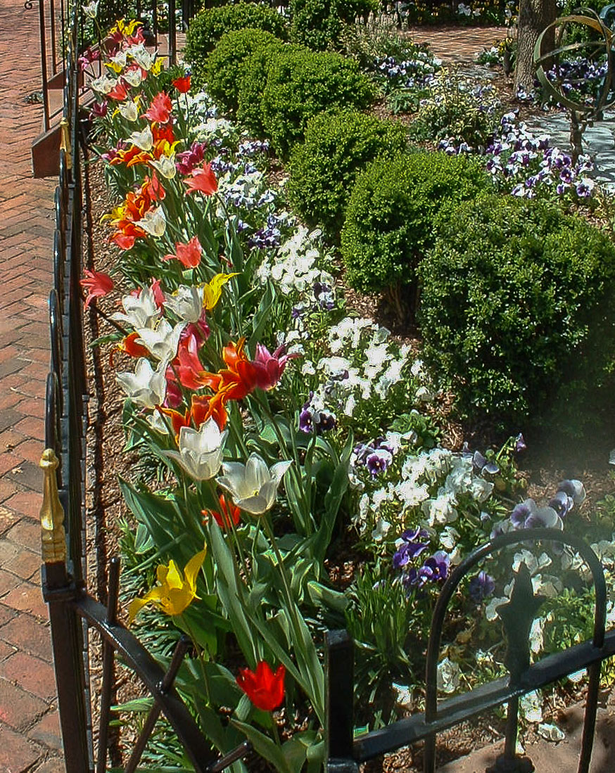 What is more welcoming than tulips in spring? : Annuals : CITYSCAPES® Landscaping Inc.