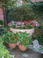Impatiens and dragon-wing begonias give color to a dark corner of the garden.