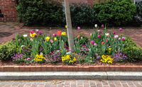 Tulips and Violas in a tree box add loads of curb appeal.
