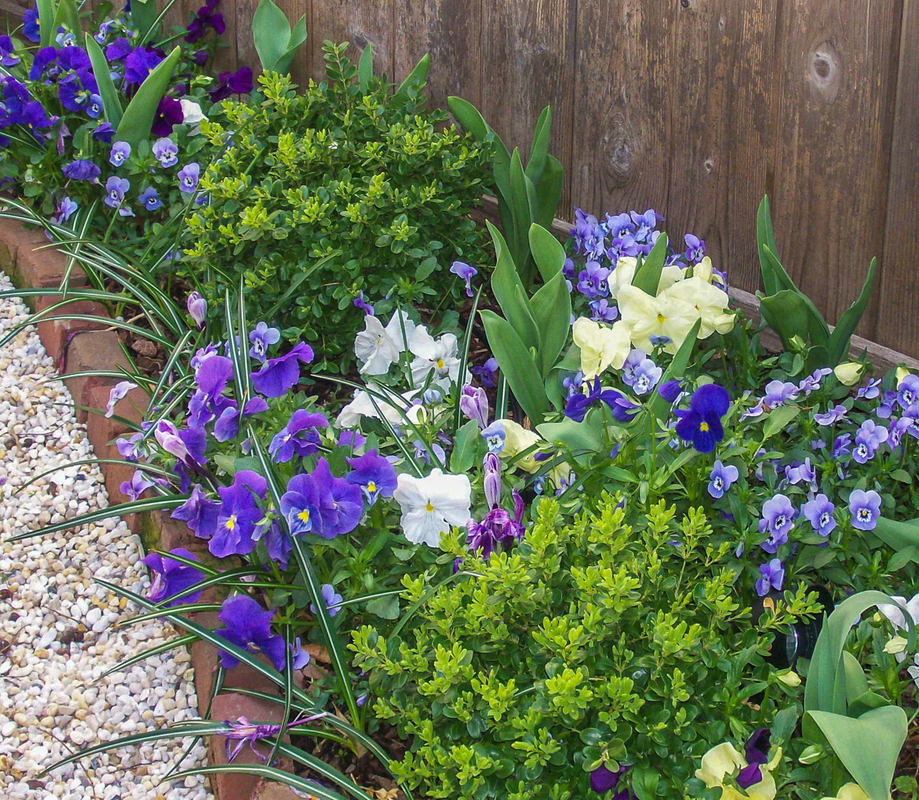 Pansies can brighten a spring border while tulips get ready to bloom. : Annuals : CITYSCAPES® Landscaping Inc.