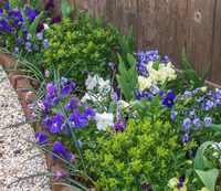 Pansies can brighten a spring border while tulips get ready to bloom.