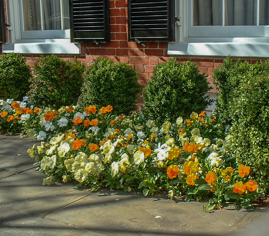 Pansies brighten a narrow bed along the front of a Georgetown townhouse. : Annual Rotations : CITYSCAPES® Landscaping LLC