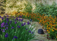 Orange pansies contrast beautifully with purple spring iris.