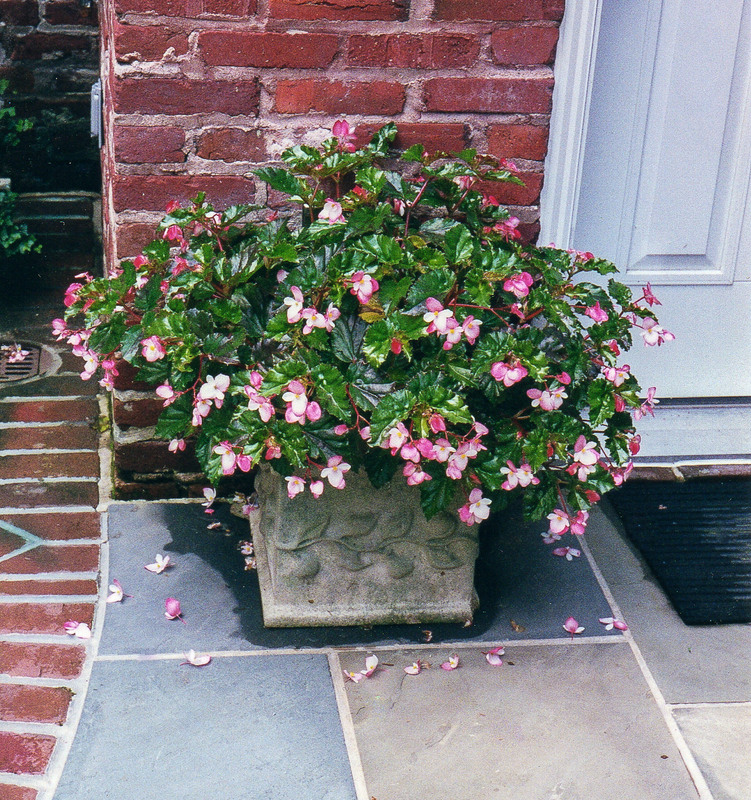 Pink begonias in this container will bloom all summer long. : Annual Rotations : CITYSCAPES® Landscaping LLC