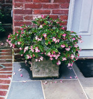Pink begonias in this container will bloom all summer long.