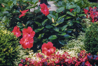 A bright mixture of hibiscus and annuals is very striking.