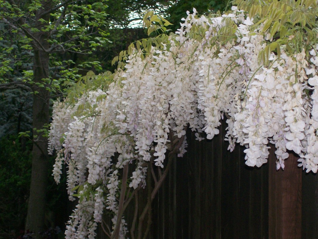 Expert Wisteria pruning and shaping. : Maintenance : CITYSCAPES® Landscaping LLC