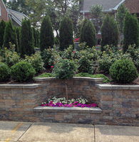 First terrace consists of Arborvitae, Boxwood, Sunny Knock Out Roses and annuals in the "cut out" bed.