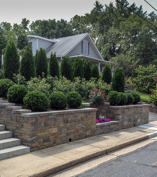 Evergreen Arborvitae creates screening and a windbreak for this western exposure. : Suburban Gardens : CITYSCAPES® Landscaping LLC
