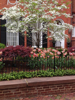 A native dogwood blooms with parrot tulips.