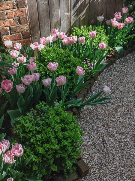 Pink tulips tucked in between small boxwoods edge this gravel patio. : Annual Rotations : CITYSCAPES® Landscaping LLC