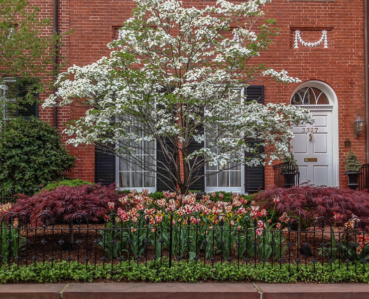 Simple and classic for this Georgetown front yard. : Front Gardens : CITYSCAPES® Landscaping Inc.