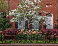 Simple and classic for this Georgetown front yard.