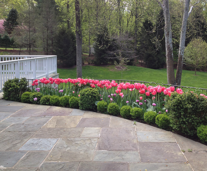 Pink and purple tulips edge the patio and is a nice view from the window. : Suburban Gardens : CITYSCAPES® Landscaping LLC