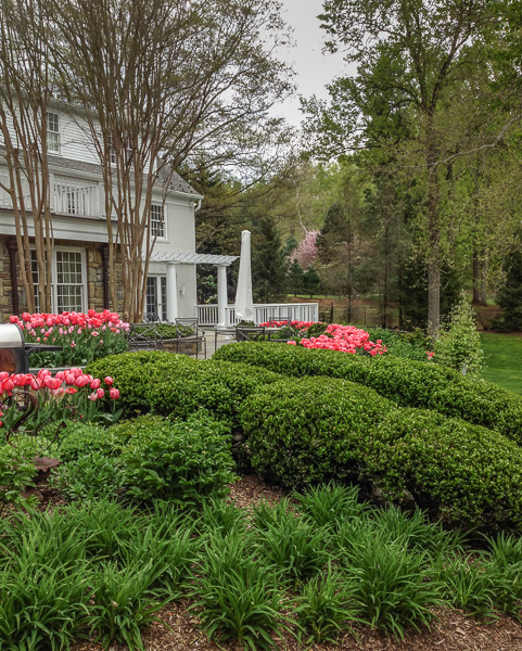 Spring in Potomac and the tulips are blooming. : Suburban Gardens : CITYSCAPES® Landscaping LLC