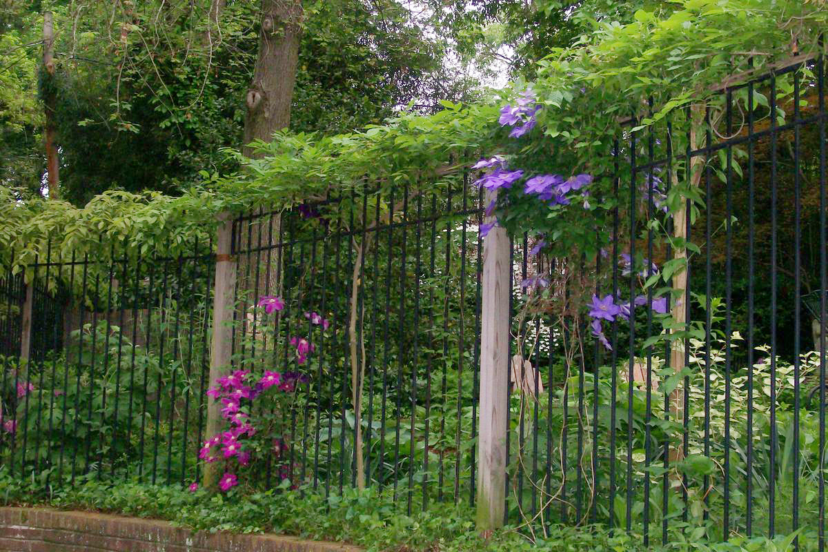 Careful pruning allows the Wisteria and Clematis to grow together. : Maintenance : CITYSCAPES® Landscaping LLC