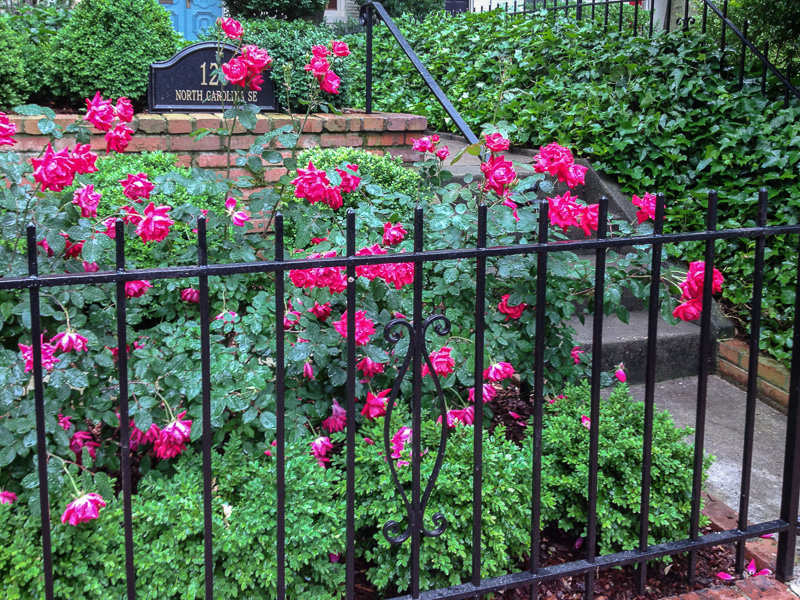 Knockout roses are a good choice for front gardens, flowering for many months. : Front Gardens : CITYSCAPES® Landscaping Inc.