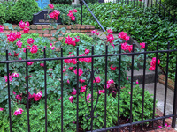 Knockout roses are a good choice for front gardens, flowering for many months.