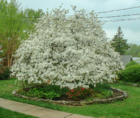Proper pruning creates this graceful shape.