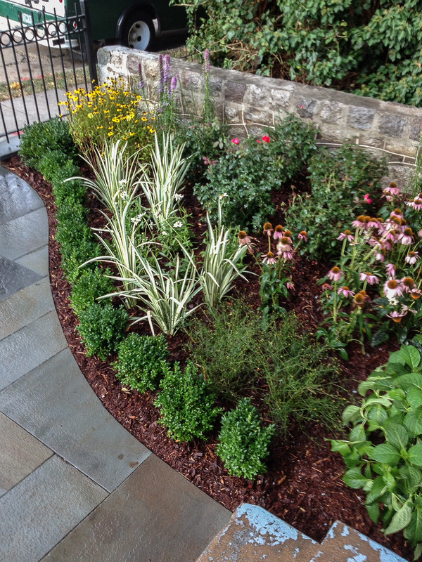 Boxwoods frame the walkway and gives continuity to both sides. : Front Gardens : CITYSCAPES® Landscaping Inc.